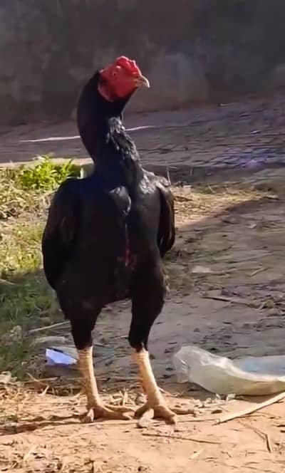 High quality mushka pair available hai