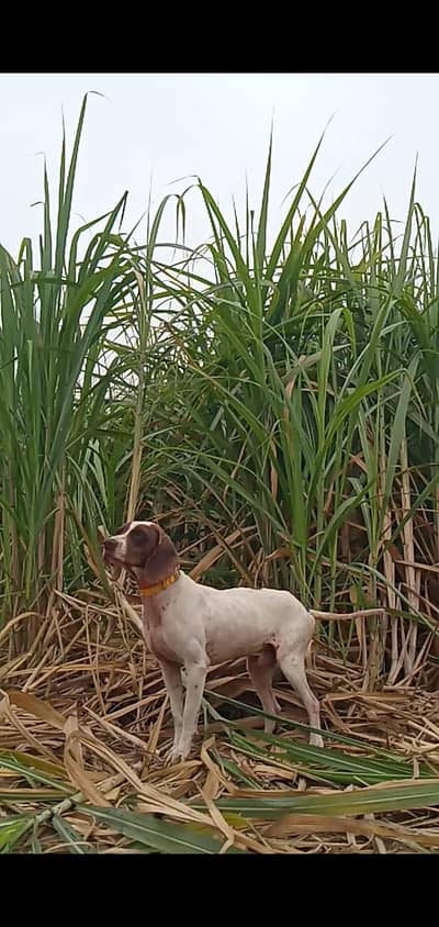 pointer male