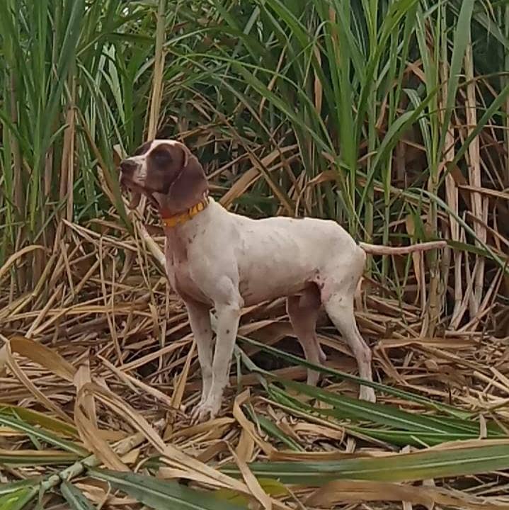 pointer male 2