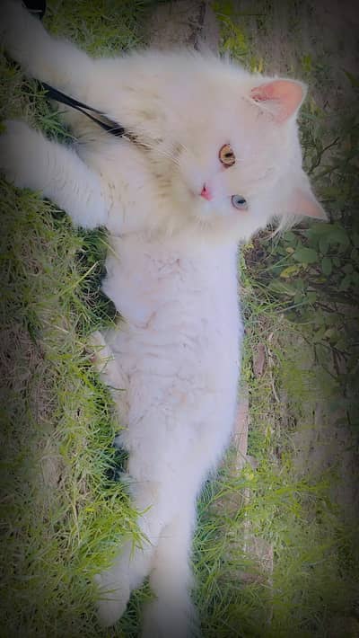 Persian white kitten