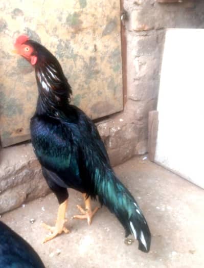 lassani eggs for sale