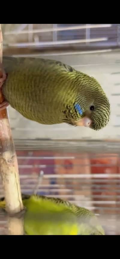 Black face Exhibition Budgies