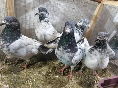 Parwazi Pigeon For sale