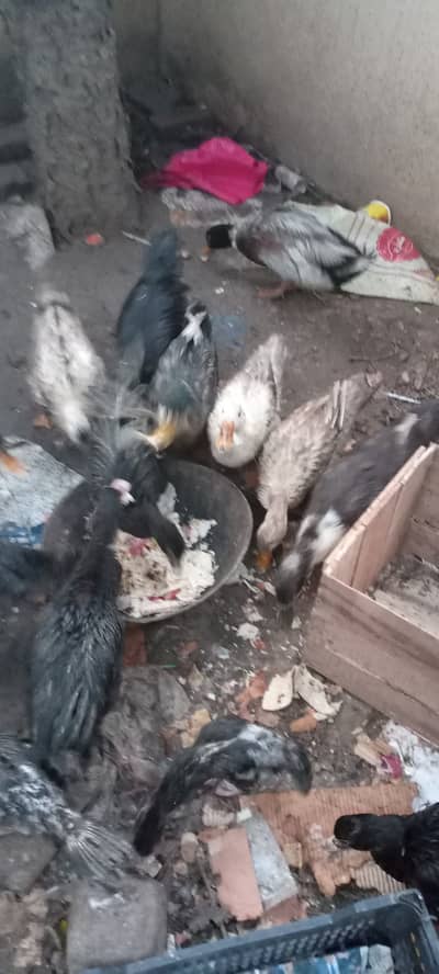 Egg laying ducks and Muscovy ducks