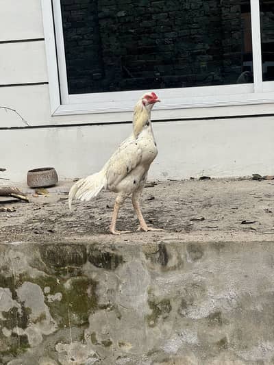 Mianwali and heera aseel cross