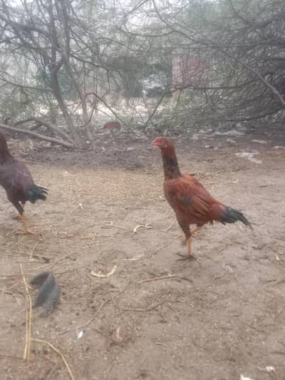 Aseel dasi pathy for sale