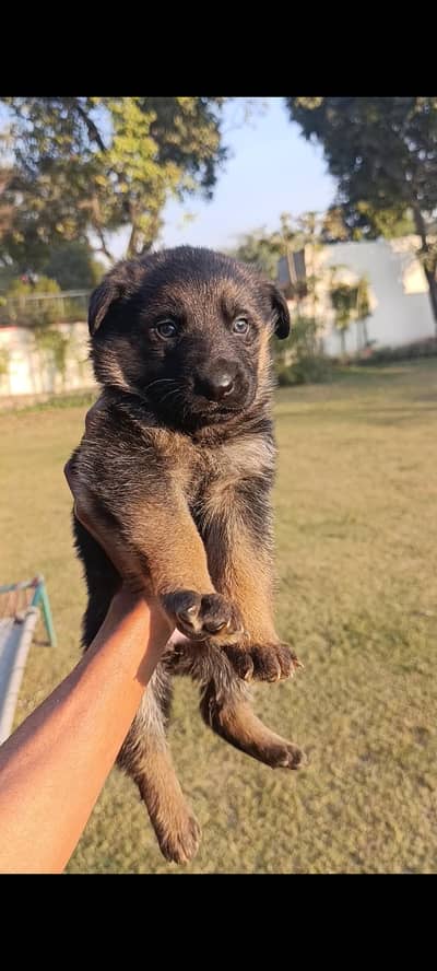 German Shepherd Female