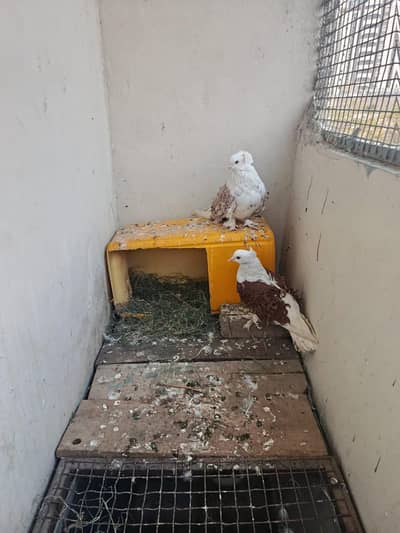 frill pack and king Modena pair