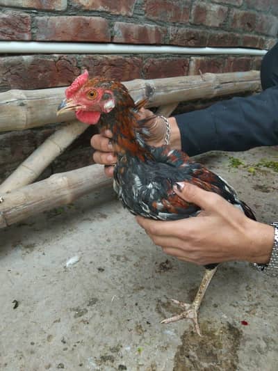 Aseel mianwali murgha