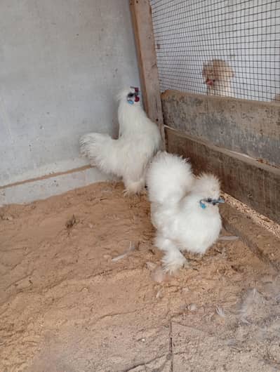 white Silkie and golden buff (03047369155)
