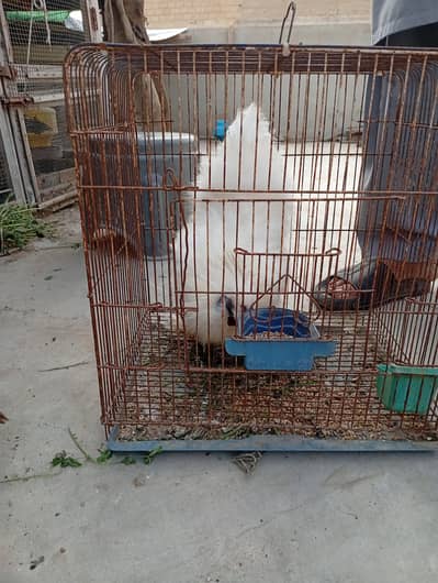 white Silkie males and golden buff pair(03047369155)