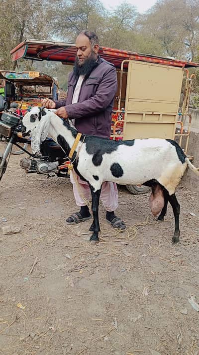 Amritsari beetal Goat | Bakri | 8 Dant | بکری | 2 Bacho walo Bakri