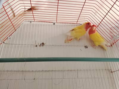 one lotino pair 2extra piece's