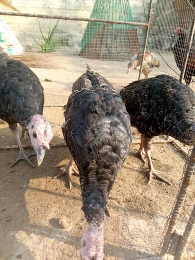 Turkey birds 1+2 set available