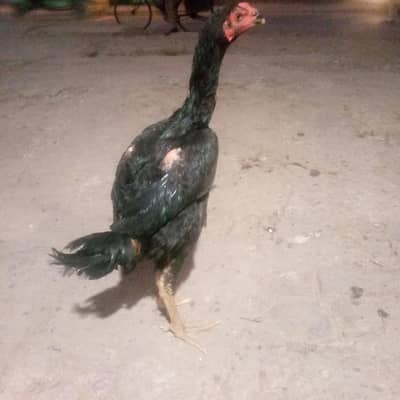 weatnami assl patha fori sale