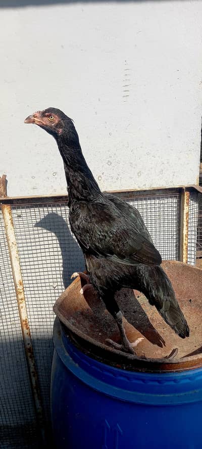 mushki pathi blac wali egg da rahi ha