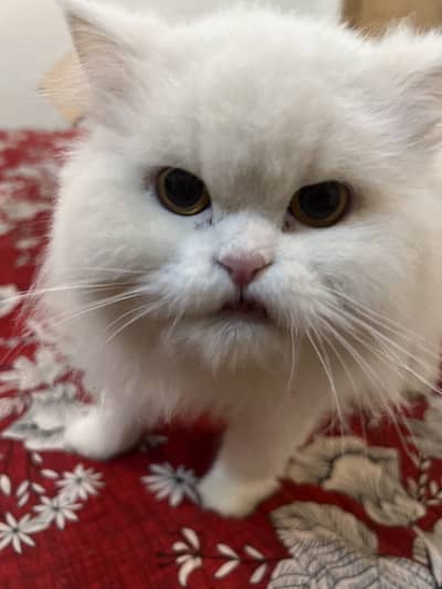 I have 4 cats 2 white or 1 black white 1 ash color ash one i want sale