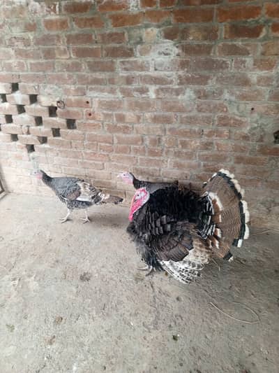 turkey breder set 1 male 2 female
