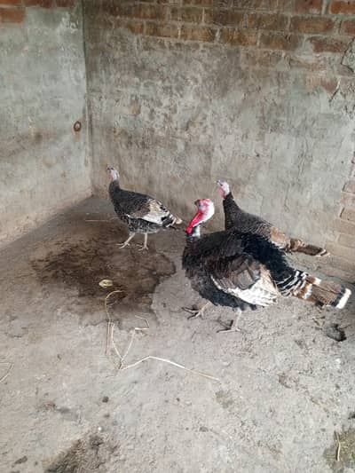 turkey breder set 1 male 2 female