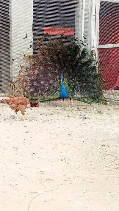 black shoulder peacock for sale