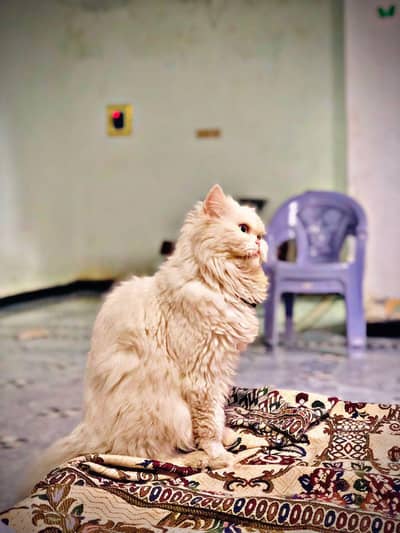 Persian cat