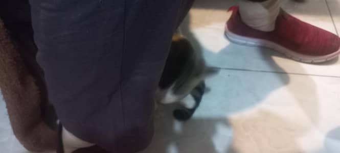 i am salling my femail cat  if any one need so contect me on this numb