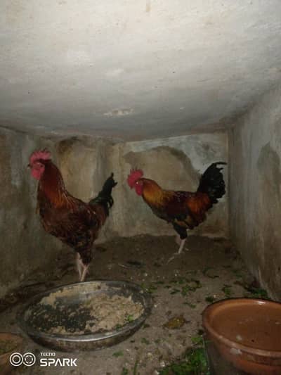 vvvvvip ghr ky paly Desi murgy