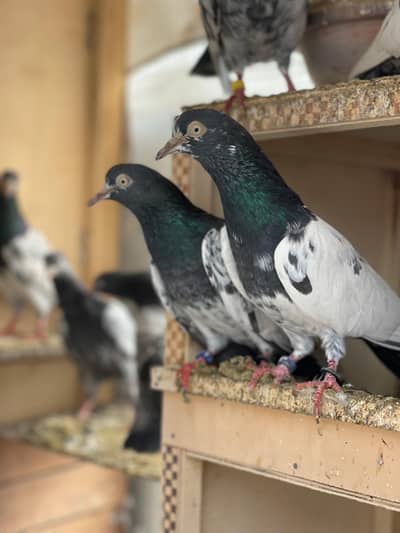 Roail Tedy Baridar pair