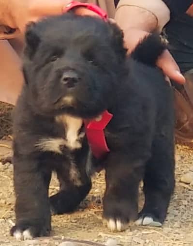 Alabai Dog| King Alabai | Alabai puppy| Alabai | Alabai