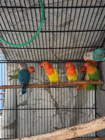 Albino Red Eye & Parblue opaline for sale in karachi