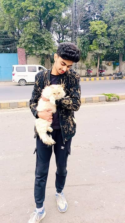 Persian female cat for sale full friendly cat