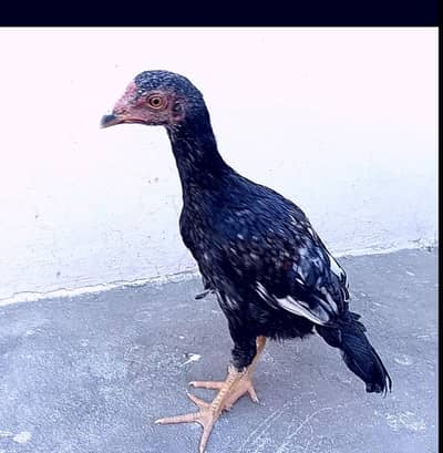 patha for sale/exchange