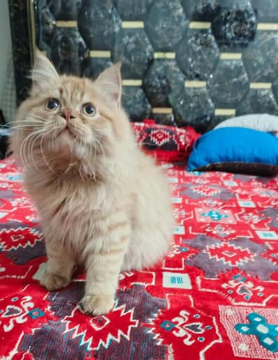 Persian kitten. . . .