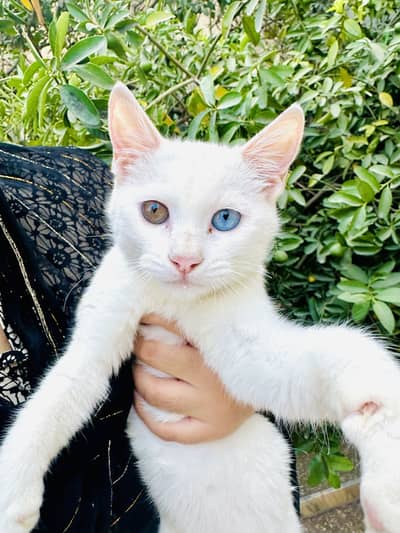 Odd-eyed white Turkish-domestic cat