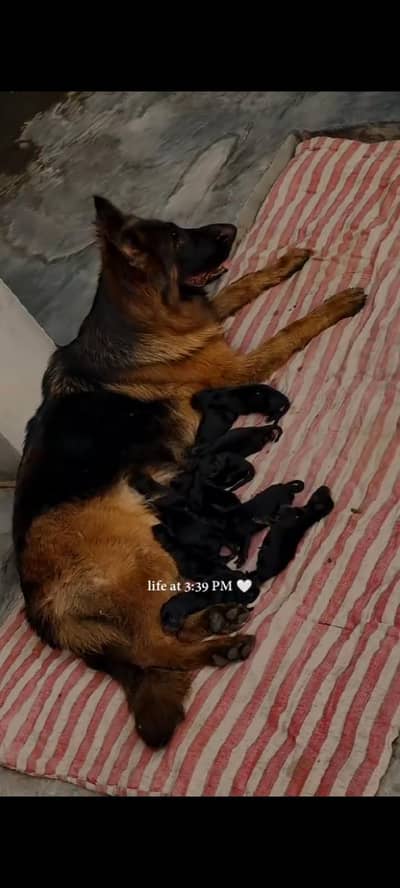 German Shepherd Puppies  03244911352 WhatsApp