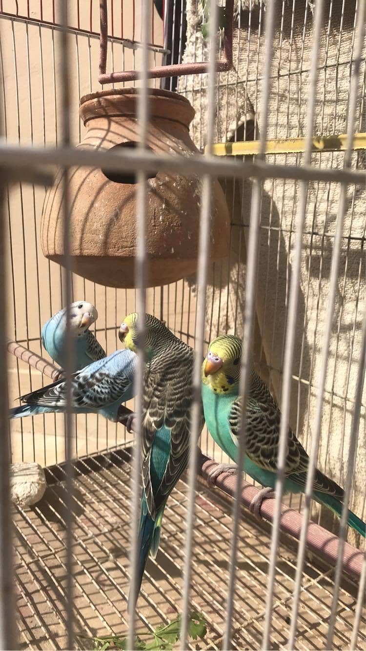 budgies and grey java 4