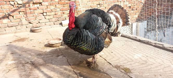 Beautiful healthy turkey male