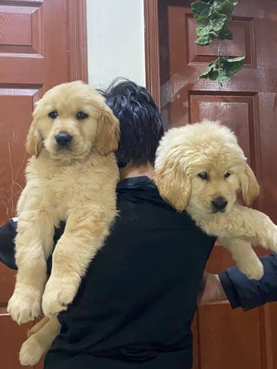 Golden Retriever Pair and Single (Pedigreed)