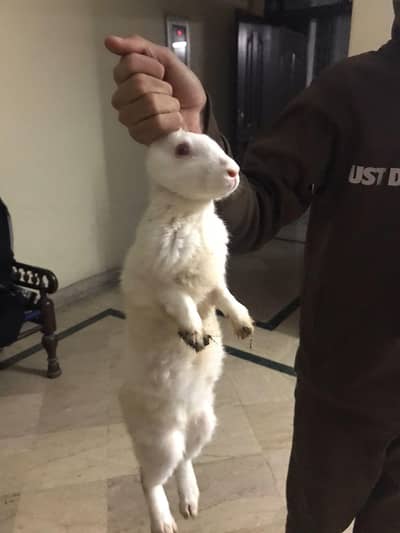 medium sized red eye rabbits