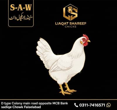 Liaqat Shareef Chicks|Desi murghi/murgha|Golden misri|shamo|hens|Aseel