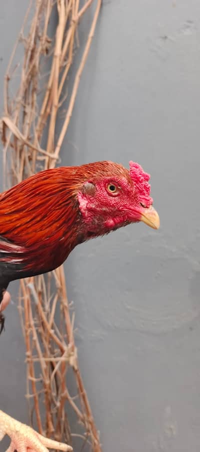 Thai murga murgiya or aseel eggs available