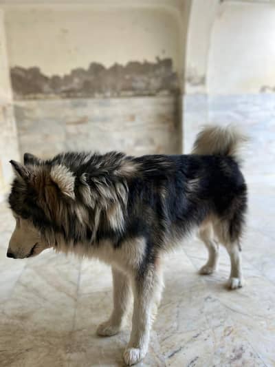 Original Siberian husky