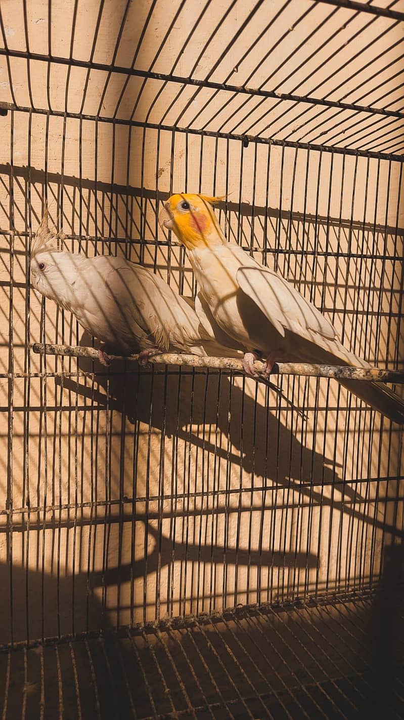 Best White Java Breeder Pairs 3