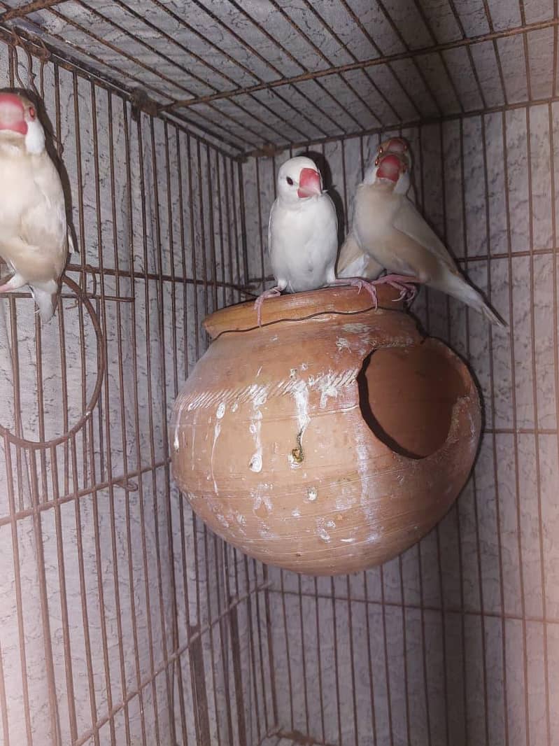 Best White Java Breeder Pairs 15