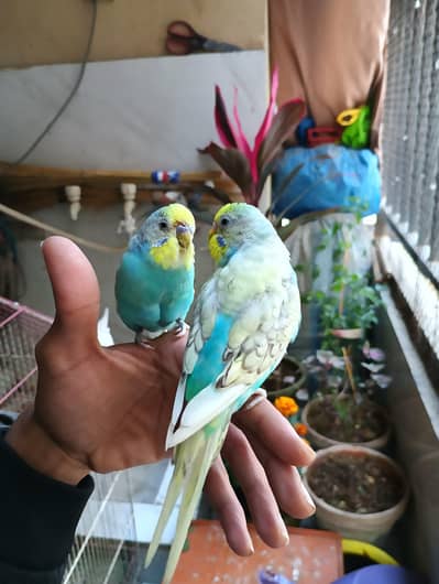 Hand tame Cockatiels and Budgies