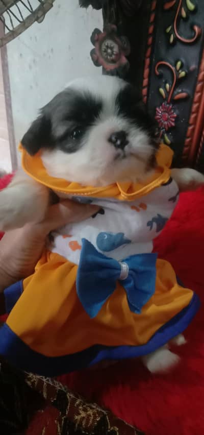 cute  shih tzu puppy
