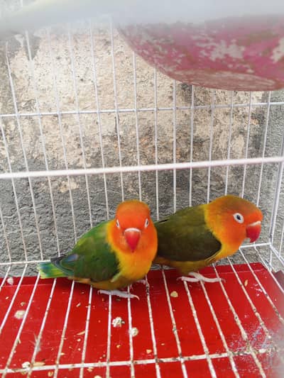 Lovebirds pair