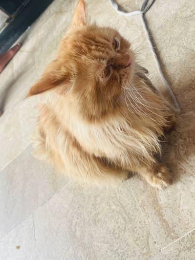 persian cat argent sell