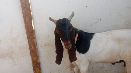 bakra kamori