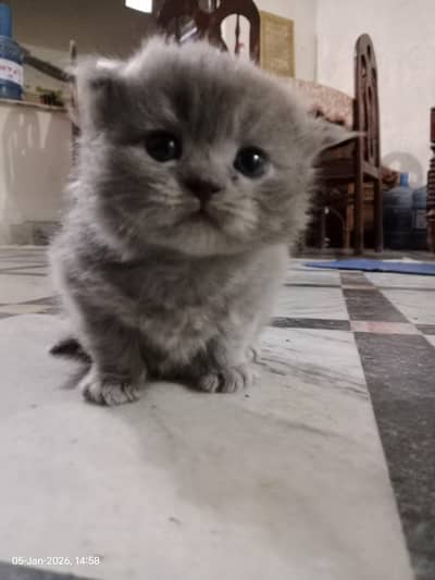 18000 1 month cute kitten